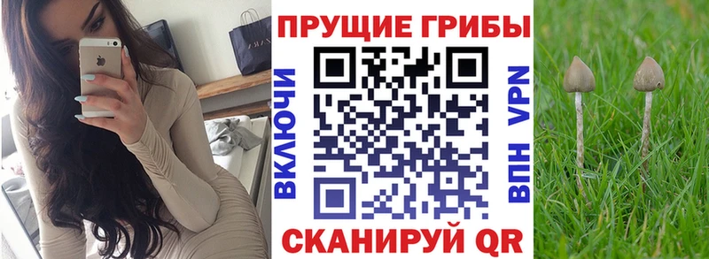 Купить закладки  Янаул  Галлюциногенные грибы Cubensis 